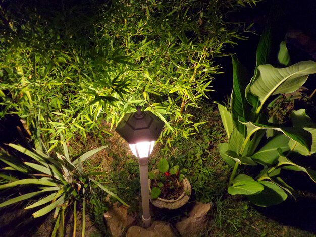 Hochwinkelansicht einer beleuchteten Lampe inmitten grüner Pflanzen im Garten