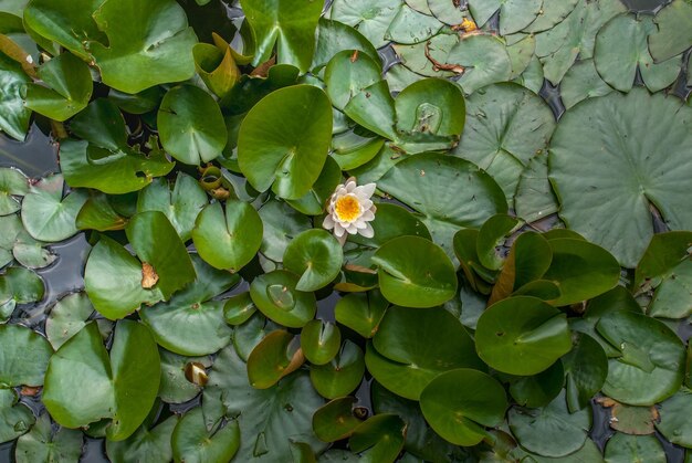 Foto hochwinkelansicht einer blühenden pflanze auf blättern