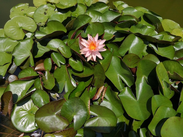 Hochwinkelansicht einer blühenden Pflanze, die auf dem Wasser schwimmt