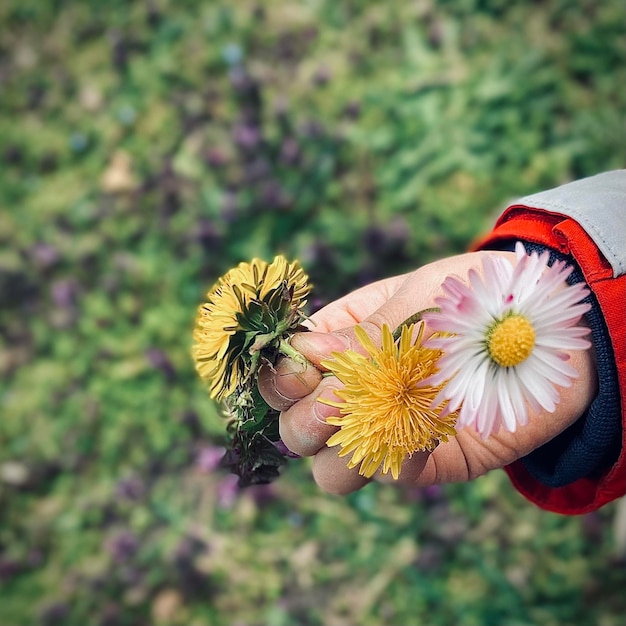 Foto hochwinkelansicht einer blühenden pflanze