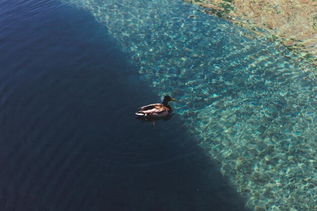 Hochwinkelansicht einer Ente im Wasser