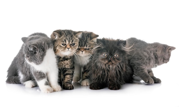 Hochwinkelansicht einer Katze auf weißem Hintergrund