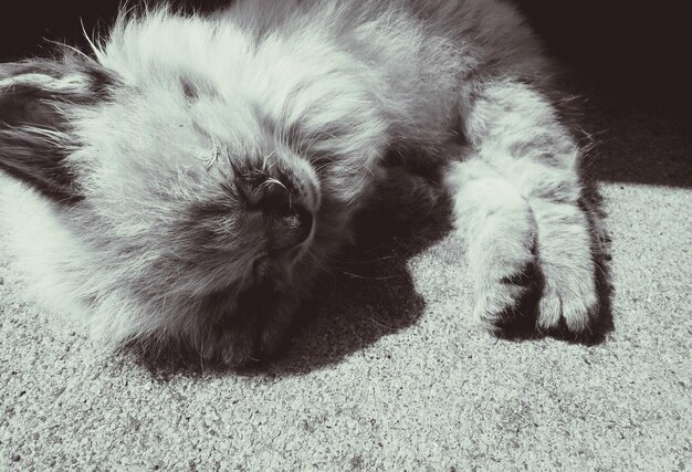 Foto hochwinkelansicht einer katze, die auf der straße schläft