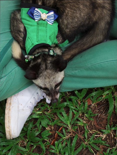 Foto hochwinkelansicht einer katze, die im freien sitzt