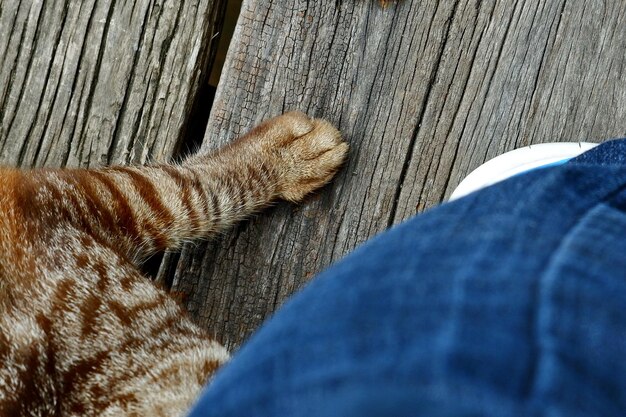 Foto hochwinkelansicht einer katze, die sich auf holz entspannt