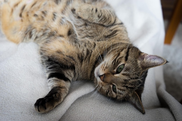 Hochwinkelansicht einer Katze, die sich zu Hause entspannt