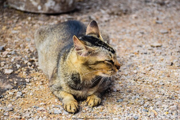 Foto hochwinkelansicht einer katze, die wegblickt