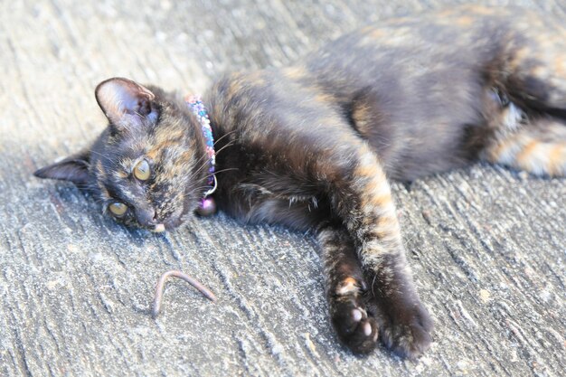 Foto hochwinkelansicht einer katze