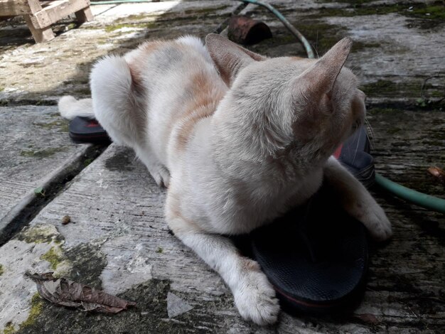 Foto hochwinkelansicht einer katze