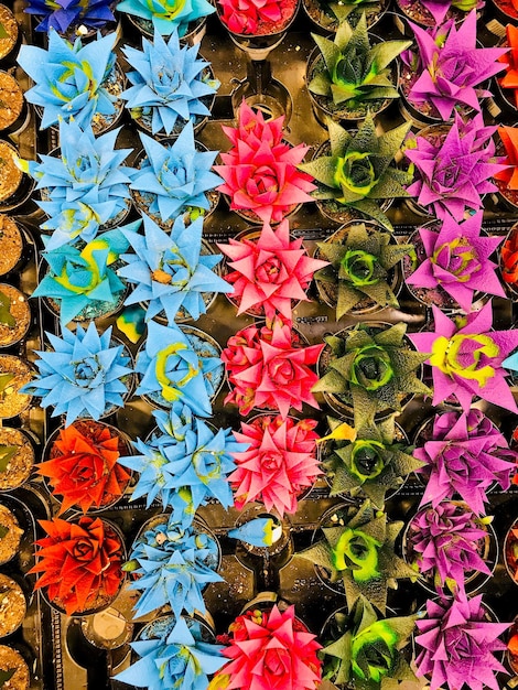 Foto hochwinkelansicht einer mehrfarbigen blütenpflanze