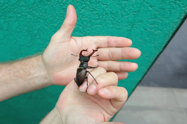 Foto hochwinkelansicht einer menschlichen hand, die ein insekt hält