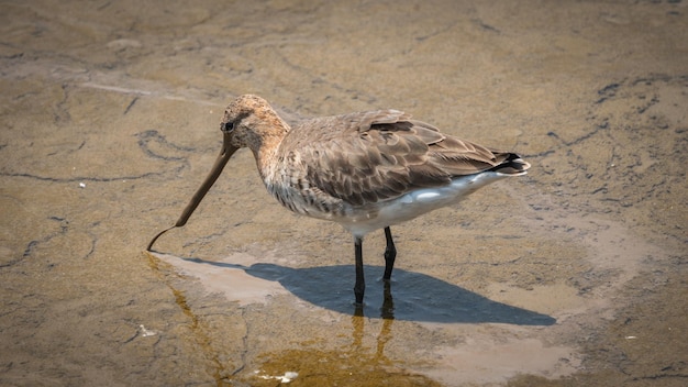 Foto hochwinkelansicht einer möwe, die auf dem sand sitzt