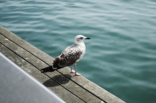 Hochwinkelansicht einer Möwe, die auf einem Geländer sitzt