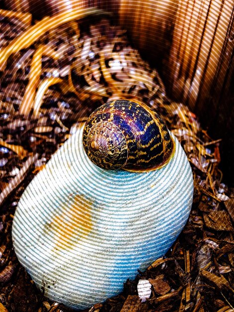 Foto hochwinkelansicht einer muschel auf einer steinschnecke