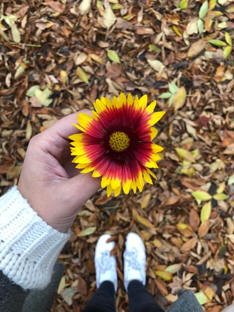 Foto hochwinkelansicht einer person, die eine gelbe blume hält