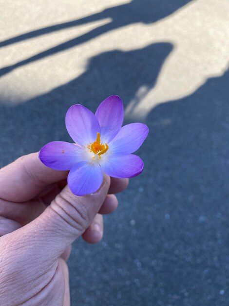 Hochwinkelansicht einer purpurfarbenen Blütenpflanze in der Hand