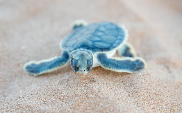 Foto hochwinkelansicht einer schildkröte am strand