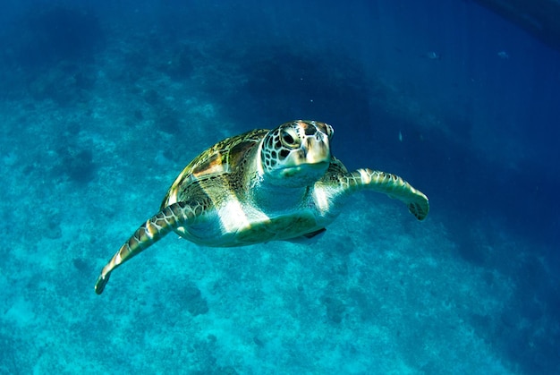 Hochwinkelansicht einer Schildkröte, die im Meer schwimmt