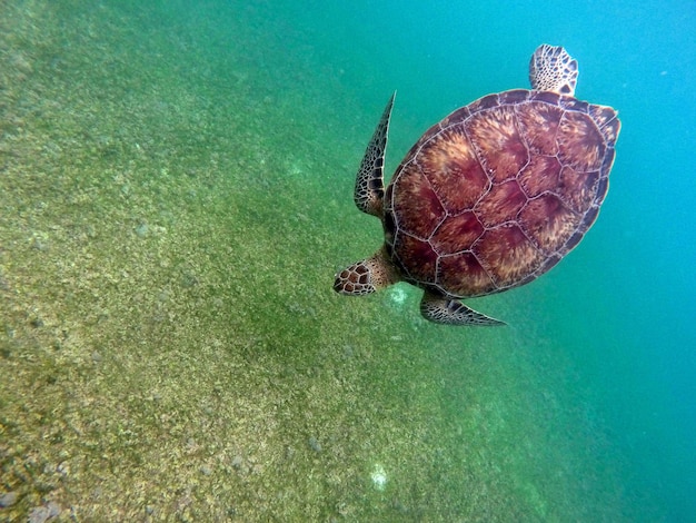 Hochwinkelansicht einer Schildkröte unter Wasser