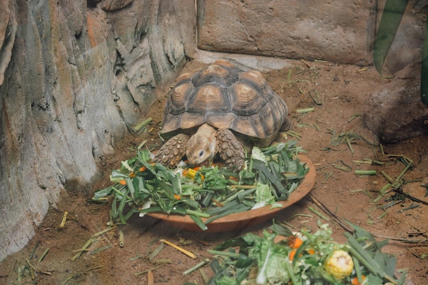 Foto hochwinkelansicht einer schildkröte