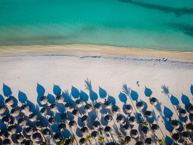 Foto hochwinkelansicht einer sukkulentenpflanze am strand