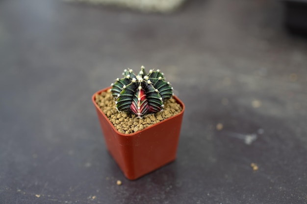 Hochwinkelansicht einer Sukkulentenpflanze auf einem Tisch