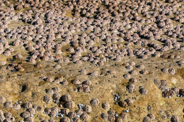 Foto hochwinkelansicht einer tierdarstellung