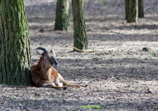 Hochwinkelansicht eines auf einem Feld im Wald liegenden Tigers