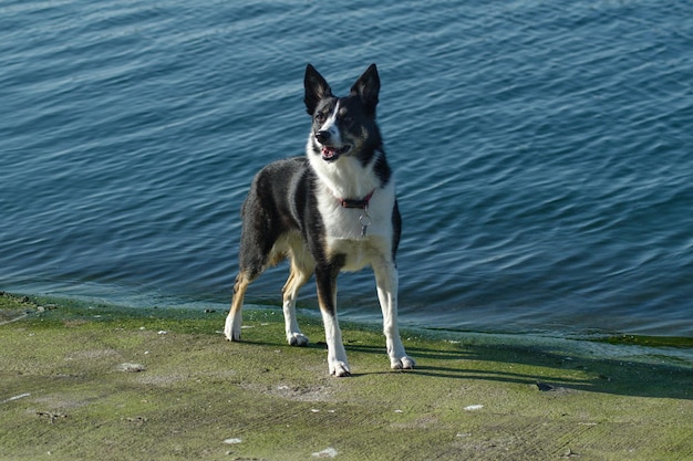 Foto hochwinkelansicht eines border collie