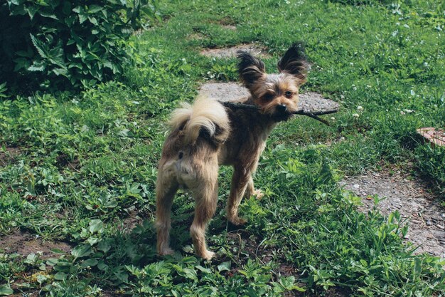 Foto hochwinkelansicht eines hundes, der einen stock hält und auf dem feld steht