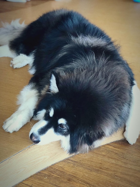 Foto hochwinkelansicht eines hundes, der sich auf dem hartholzboden entspannt