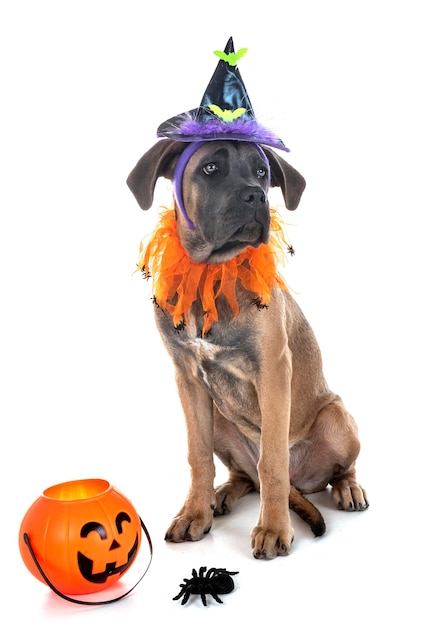 Hochwinkelansicht eines Hundes