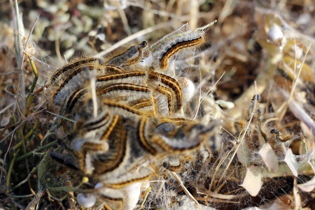 Foto hochwinkelansicht eines insekten an land