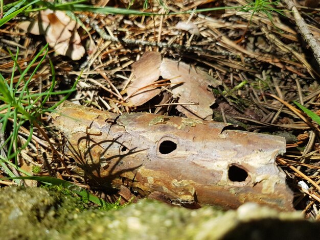 Foto hochwinkelansicht eines insekten auf dem feld