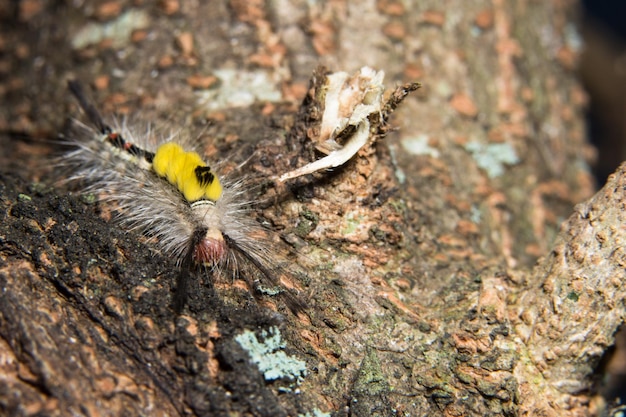 Hochwinkelansicht eines Insekten auf einem Baum