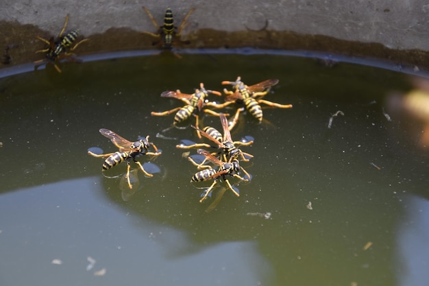 Foto hochwinkelansicht eines insekten auf einem blatt