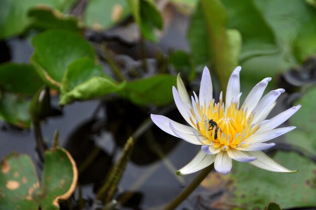 Foto hochwinkelansicht eines insekten auf einer wasserlilie