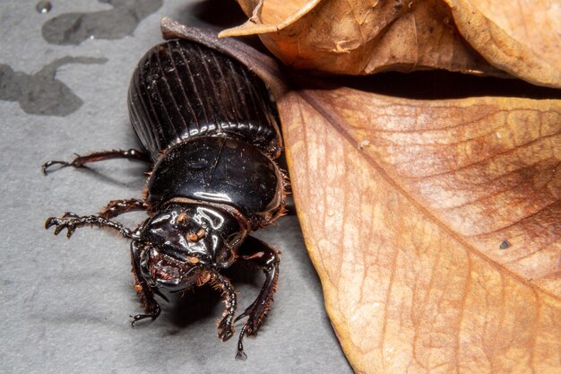 Foto hochwinkelansicht eines insekten