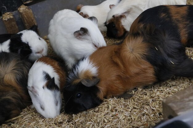 Foto hochwinkelansicht eines liegenden hundes