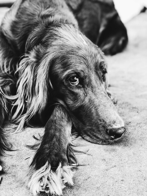 Foto hochwinkelansicht eines ruhenden hundes