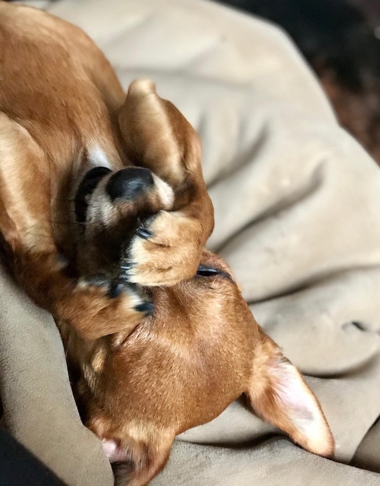 Foto hochwinkelansicht eines schlafenden hundes