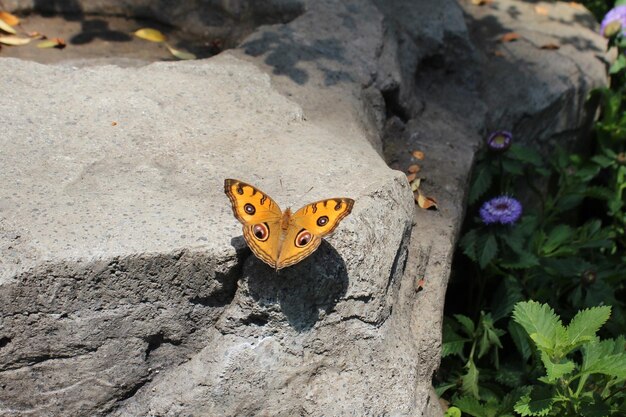 Foto hochwinkelansicht eines schmetterlings auf einem felsen