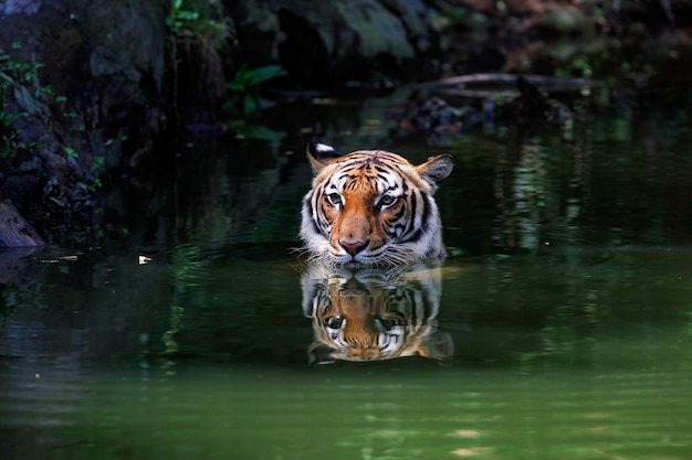 Hochwinkelansicht eines Tiger, der im Wasser schwimmt