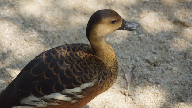 Foto hochwinkelansicht eines vogels an land