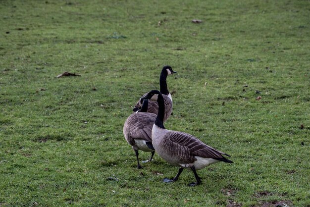 Foto hochwinkelansicht eines vogels auf dem feld