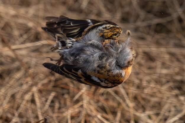 Foto hochwinkelansicht eines vogels auf dem feld