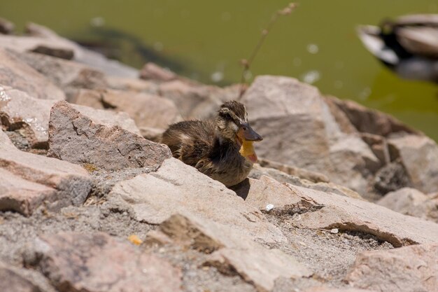 Foto hochwinkelansicht eines vogels auf einem felsen