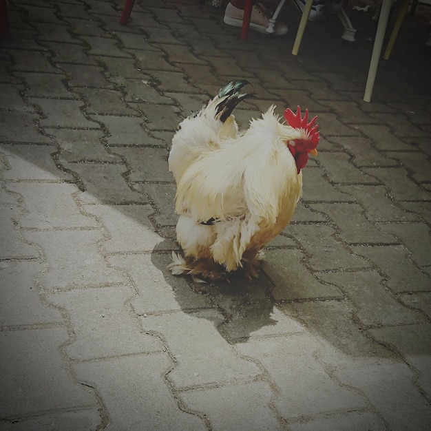 Hochwinkelansicht eines Vogels auf einem Fußweg