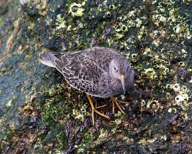 Hochwinkelansicht eines Vogels, der auf einem Felsen sitzt