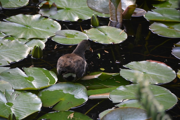 Foto hochwinkelansicht eines vogels, der auf einer pflanze sitzt